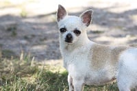 Étalon Chihuahua - Framboise du Haut Forez