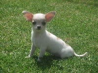 Étalon Chihuahua - Hanoï de l elixir d amour
