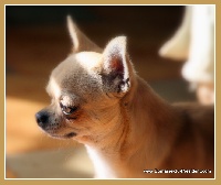 Étalon Chihuahua - Konstant my pride and joy