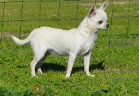 Étalon Chihuahua - Hangélina star for mirages d'azur (Sans Affixe)