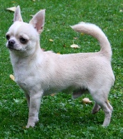 Étalon Chihuahua - Luigi my pride and joy