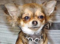 Étalon Chihuahua - Geline du royaume de Casabelle