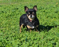 Étalon Chihuahua - outwest's Capucine