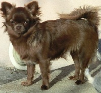 Étalon Chihuahua - Grizzly-girl des Petits Mots Doux