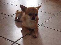 Étalon Chihuahua - Fauster Des Petites Truffes Sucrées
