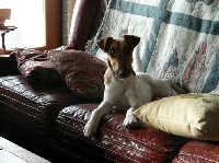 Étalon Fox Terrier Poil lisse - CH. Guina de la meute champenoise