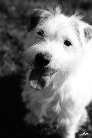 Étalon Jack Russell Terrier - Elma-spam De la roche turpin