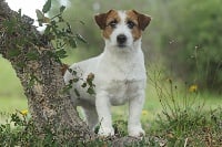 Étalon Jack Russell Terrier - steve's eden Glitter gulch