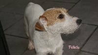 Étalon Jack Russell Terrier - Felicie ulette d'Edennefamily