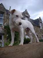 Étalon Jack Russell Terrier - Gypson De la Vallée Vérouiller