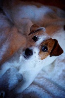 Étalon Jack Russell Terrier - Terra Dumbis Hâpy