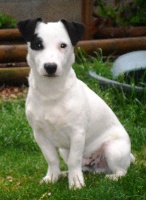 Étalon Jack Russell Terrier - Grafitty Des Terriers