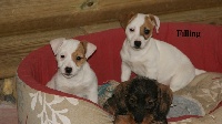 Étalon Jack Russell Terrier - Filling ulette d' edennefamily d'Edennefamily