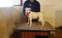 Étalon Jack Russell Terrier - Cachou des Crocs de Heurtevent