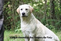 Étalon Labrador Retriever - Flower paradise des Vergers de Taly