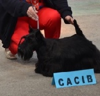 Étalon Scottish Terrier - Bout de zan du Moulin de Mac Grégor