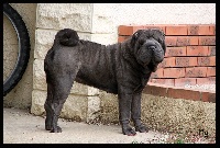 Étalon Shar Pei - Give me a blue candy i'm too cute du Nuorilang