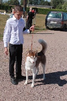 Étalon Siberian Husky - From the moon de la planete des sables