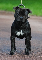 Étalon Staffordshire Bull Terrier - Good one cyril des Terres D'Armor
