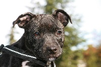 Étalon Staffordshire Bull Terrier - Hickory loves jess du Caïre del Mel
