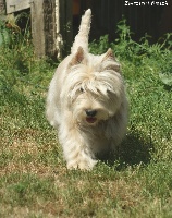 Étalon West Highland White Terrier - Vanina du sixieme sens
