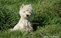 Étalon West Highland White Terrier - Cold case d'Emozioni Breizh