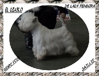Étalon West Highland White Terrier - El diablo de Lady Pendora