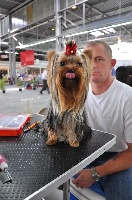 Étalon Yorkshire Terrier - Gaufrinette Du Baronnet Des Godins
