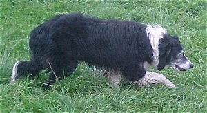 Brook isds 193574 (Sans Affixe)