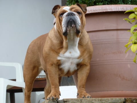 Les Bulldog Anglais de l'affixe   Avenir D'Arar