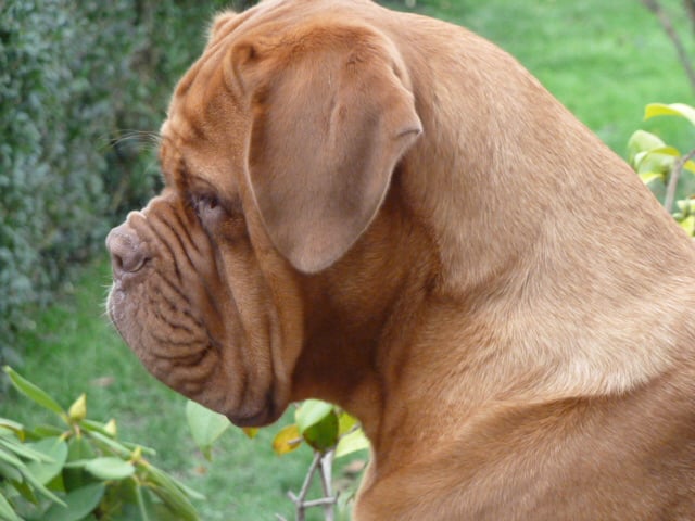 Les Dogue de Bordeaux de l'affixe   Avenir D'Arar