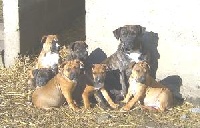 Étalon American Staffordshire Terrier - Arka Du val de la durdent
