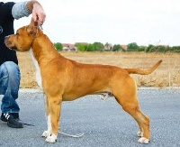 Étalon American Staffordshire Terrier - Sunsetter's long step