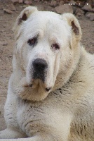 Étalon Berger d'Asie Centrale - Babaj kovarce wild dog