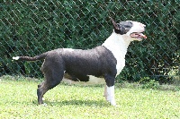 Étalon Bull Terrier - thunderbolts Black out for untitled at ayahuasca