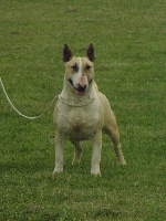 Étalon Bull Terrier - Gaya du moulin d'allamont