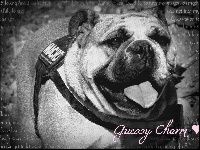 Étalon Bulldog Anglais - Guessy charm du clan des petits molosses