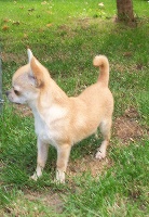 Étalon Chihuahua - Goldy du clos de haute lande