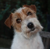 Étalon Jack Russell Terrier - Saltisgarden Tamara