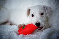 Étalon Jack Russell Terrier - Hyona Des D'jackhardies