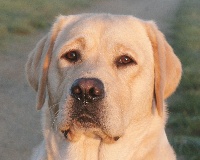 Étalon Labrador Retriever - Goodness De L'Etang Balancet