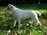 Étalon Parson Russell Terrier - Etna du cote obscur