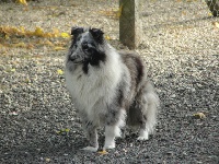 Étalon Shetland Sheepdog - Fine pomme du jardin d'Aure