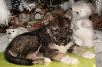 Étalon Siberian Husky - H' falling star wolf de la cascade au Loup