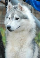 Étalon Siberian Husky - Grey wolf dit gedaî Corsicahusky