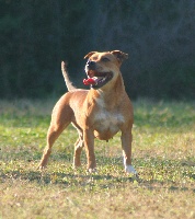 Étalon Staffordshire Bull Terrier - Oogie Boogie Fury