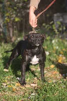 Étalon Staffordshire Bull Terrier - Everybody's Got Gaia black beauty