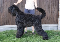 Étalon Terrier noir - CH. Grichka de Koslova