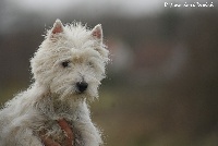 Étalon West Highland White Terrier - Folie furieuse d'Emozioni Breizh