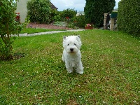 Étalon West Highland White Terrier - lynnsto Good time